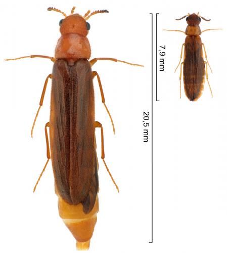 Elateroides dermestoides